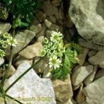 Heracleum pumilum Mosusu