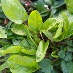 Rumex acetosa Habit