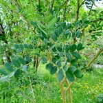 Caragana decorticans Hoja