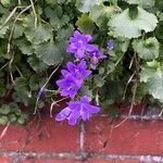 Campanula portenschlagiana Folio