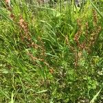 Rumex acetosella 叶