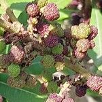 Myrica californica Frucht