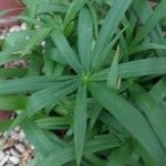 Cyperus albostriatus ᱥᱟᱠᱟᱢ