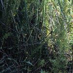 Lactuca hirsuta Pokrój