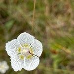 Parnassia palustrisFlors