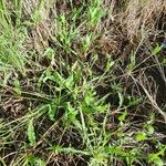 Commelina africana Habit