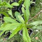 Calendula officinalisFolha