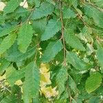 Nothofagus alpina Hoja