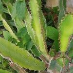 Euphorbia triangularis Leaf