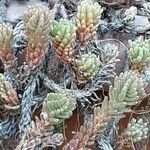 Sedum sexangulare Folha