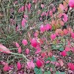 Callicarpa americana Hoja