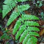 Dryopteris aemula List