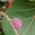 Coccoloba uvifera Fruit