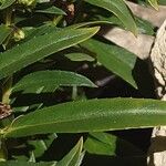 Angelonia angustifolia Ліст