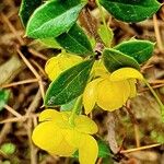 Berberis julianae 形态
