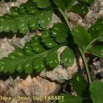 Asplenium obovatum Altres