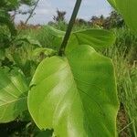 Nauclea latifolia Folio