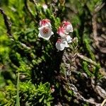 Harrimanella hypnoides Flor