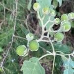 Solanum erianthum Fruit