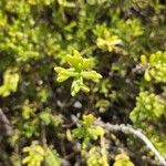 Batis maritima Leaf