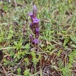 Gentianella amarella Flor