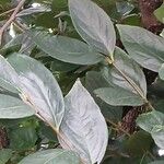 Diospyros kaki Leaf