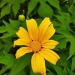 Tithonia diversifolia Blomma