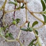 Euphorbia polygonifolia Hoja