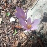 Colchicum longifolium Flower