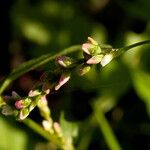 Persicaria mitis Λουλούδι