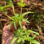 Monarda pectinata Levél