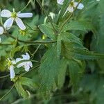 Ranunculus platanifolius 葉