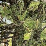 Pinus thunbergii Liść