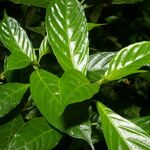 Hoffmannia psychotriifolia Leaf