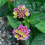 Lantana × aculeata