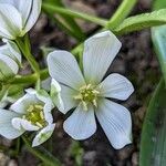 Ornithogalum balansae