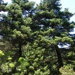 Abies cephalonica Hábito