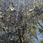 Quercus chrysolepis Yeri