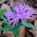 Centaurea nigrescens Цвят