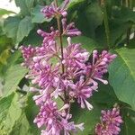 Syringa josikaea Flower