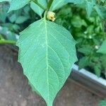 Physalis philadelphica Leaf