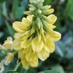 Trigonella altissima Flower