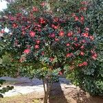 Camellia x williamsii പുഷ്പം