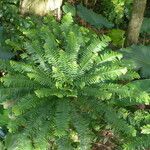 Phyllanthus mimosoides Прочее