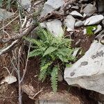 Asplenium fontanum Celota