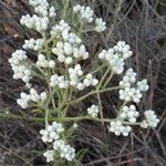 Pseudognaphalium californicum Flower