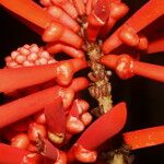 Erythrina gibbosa