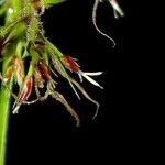 Scleria secans Плод