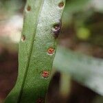 Goniophlebium subauriculatum Leaf