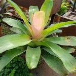 Neoregelia carolinae Характер